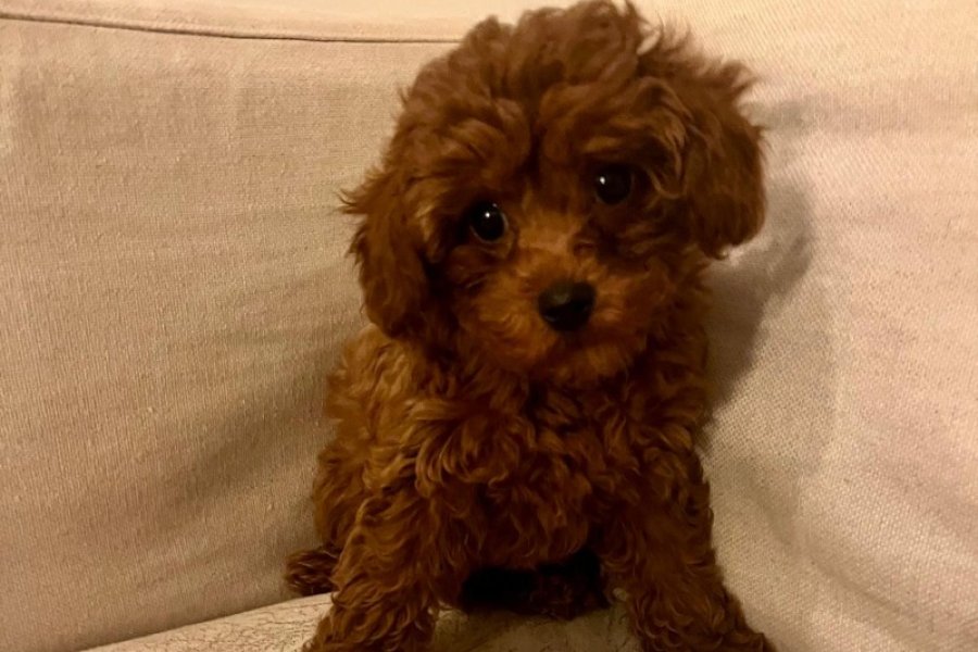 Toy poodle 3