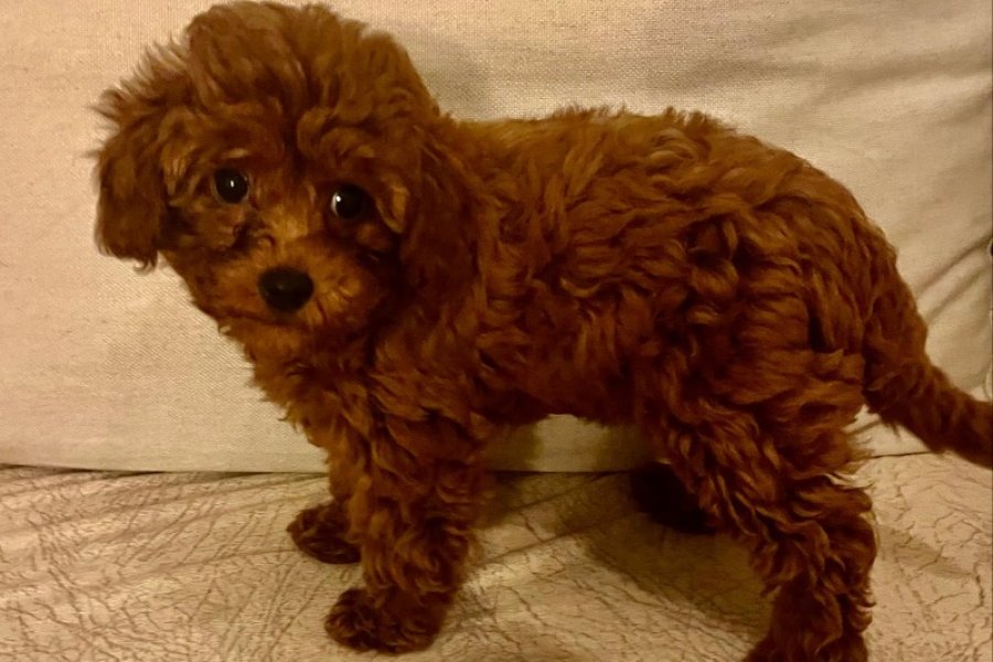 Toy poodle 1
