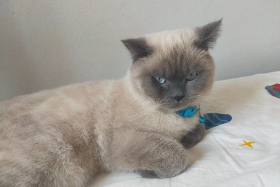 British Shorthair Sahiplendirme 2
