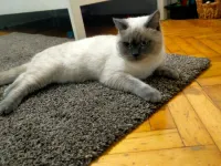 British Shorthair Sahiplendirme
