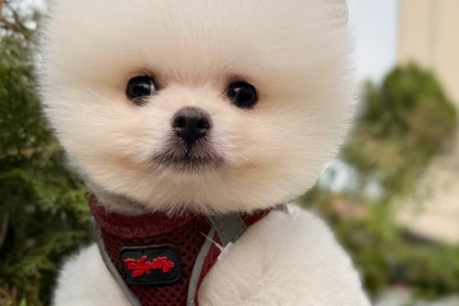 6 Aylık Pomeranian 1