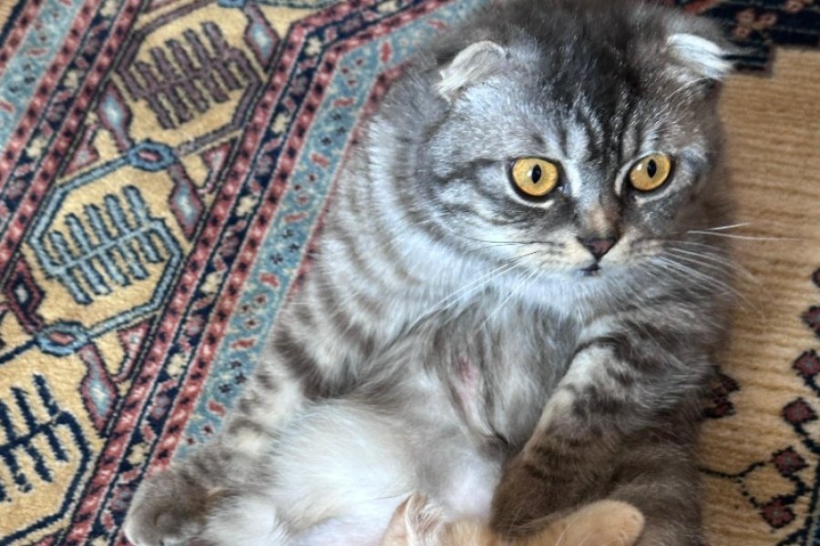 Scottish Fold Kedimiz Yuva Arıyor Ücretsiz 1