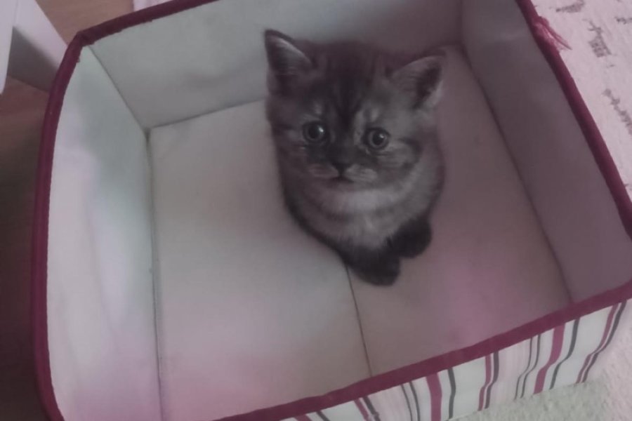Sevimli British Shorthair Yavrumuz Yuva Arıyor 1