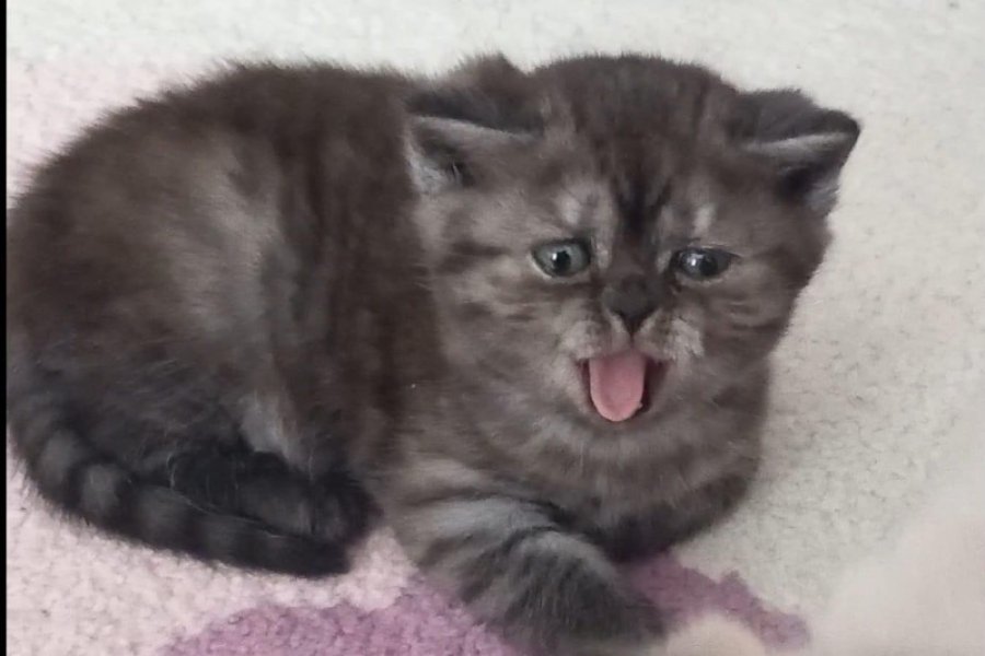 Sevimli British Shorthair Yavrumuz Yuva Arıyor 2