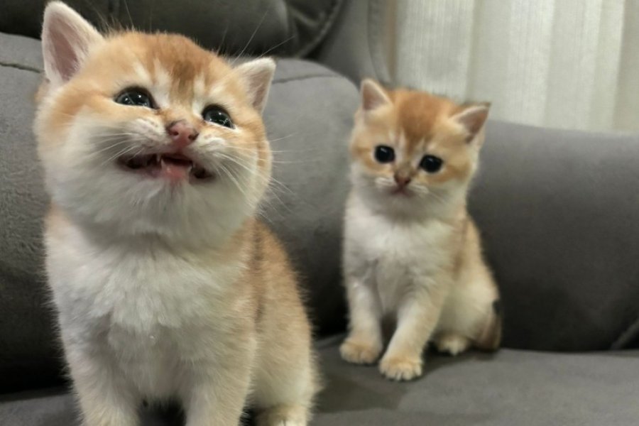 Orjinal Şecere belgeli anne ve babanın yavruları !!! 3