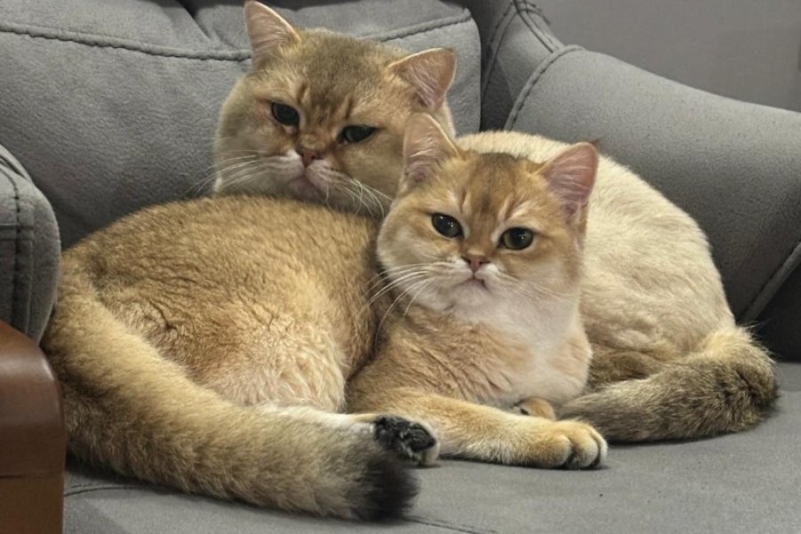 Orjinal Şecere belgeli anne ve babanın yavruları !!! 2