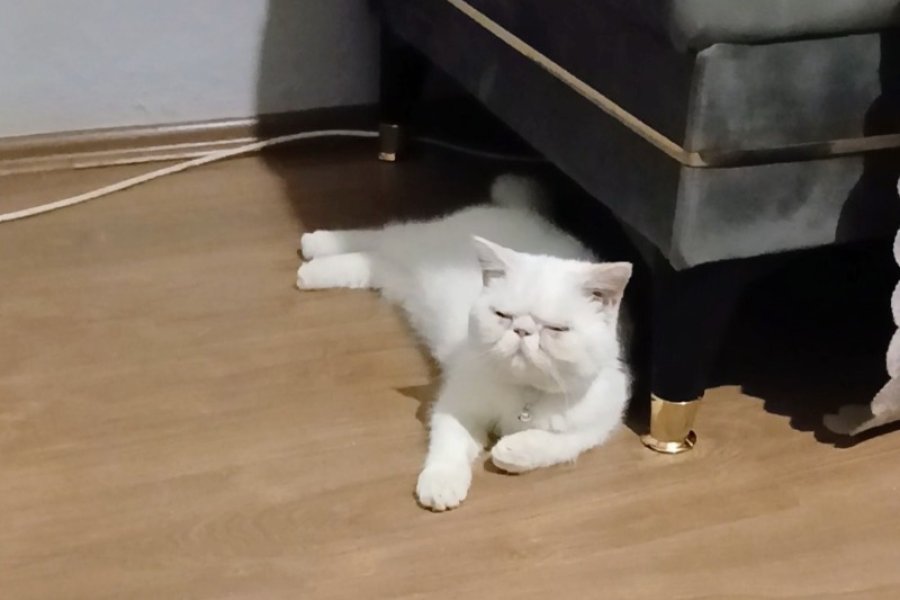 Biraz Tombişim  ama ben çok tatlıyıımm ! 1