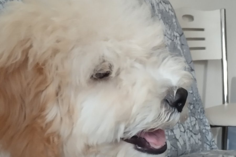 Maltipoo 1