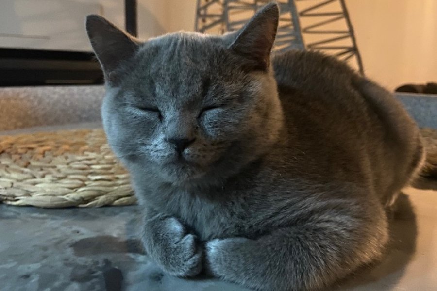 Yavru British Shorthair 3