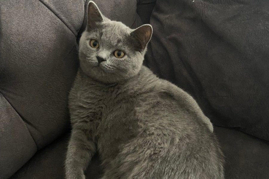 Yavru British Shorthair 1