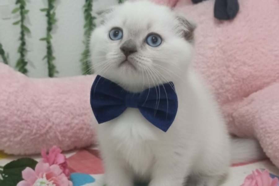 MAVİŞ GÖZLÜ TOP SURAT BEBEK TESLİME HAZIR 1