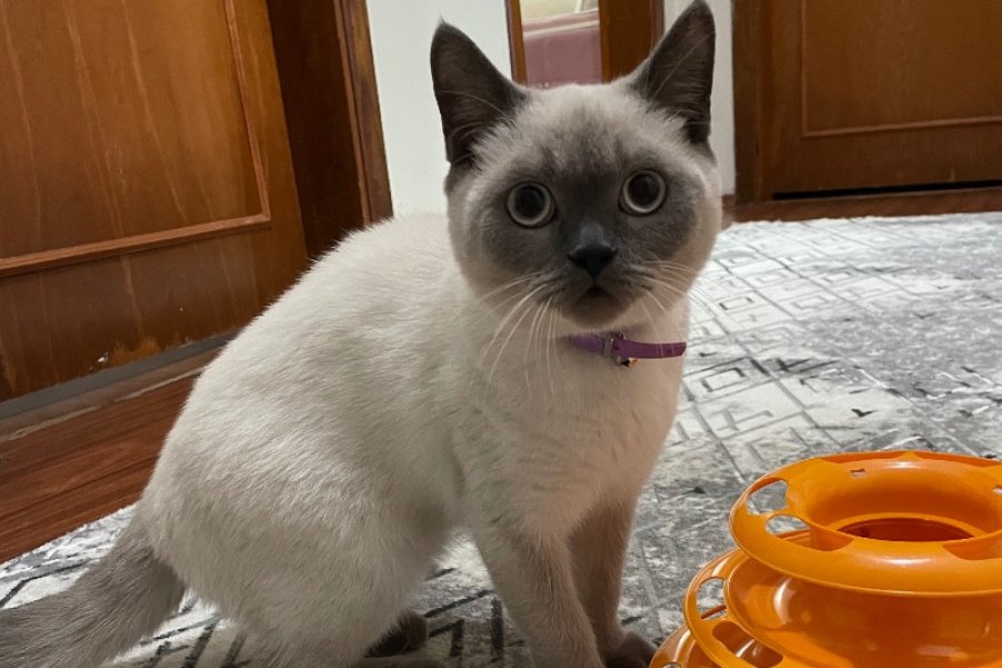 Sevimli British Shorthair Yavrumuza Yeni Yuva Arıyoruz 1