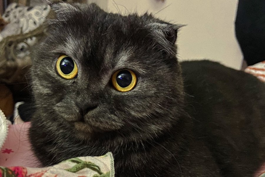 Scottish Fold 5 Yaşında Dişi. Ücretsiz sahiplendirme 1