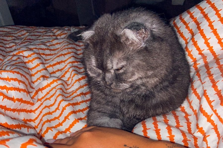Scottish Fold 5 Yaşında Dişi. Ücretsiz sahiplendirme 2