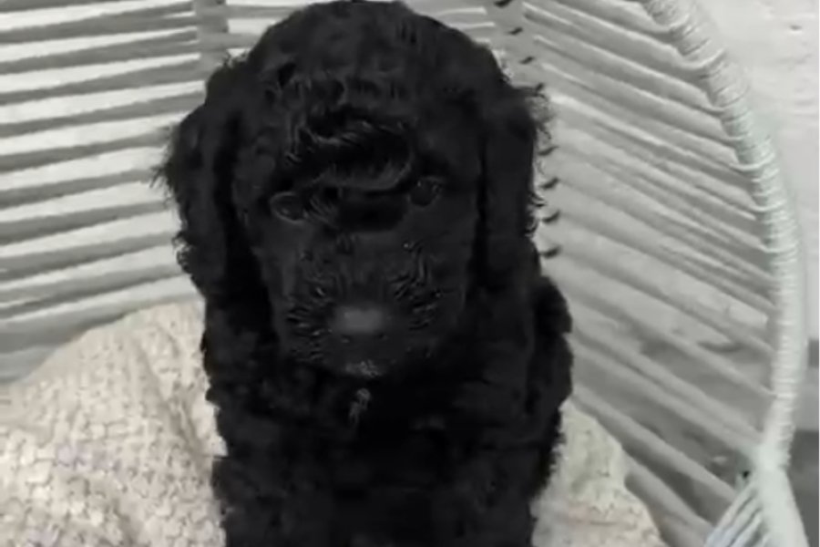 Toy poodle 2