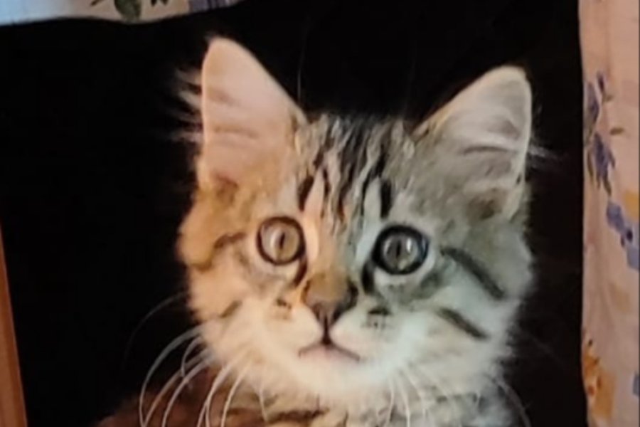 Merkalı sevecen Leo kedimiz sicak bir yuva arıyor. 2