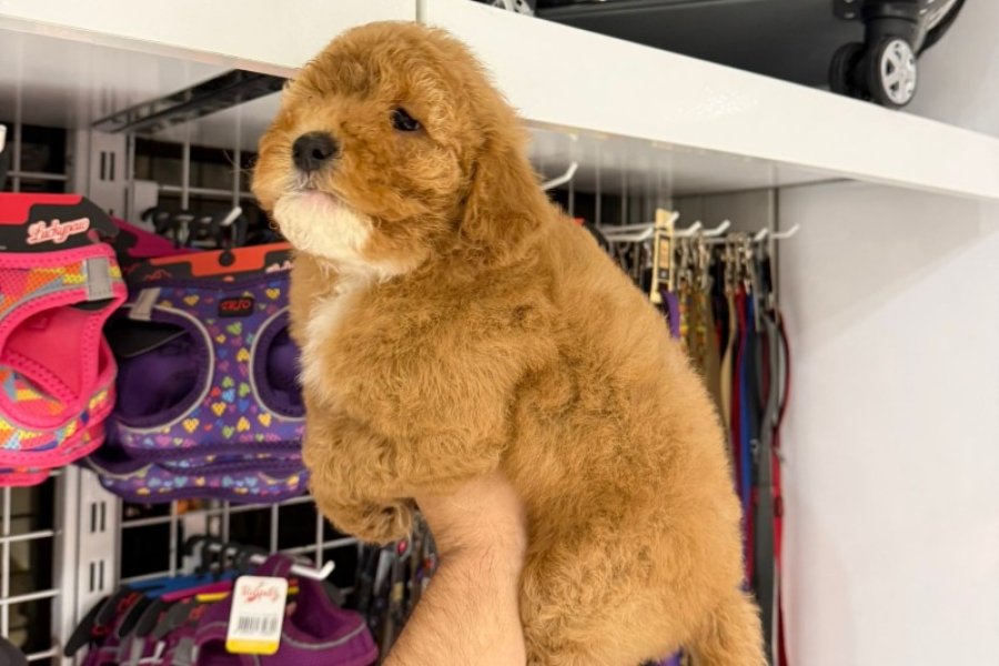 Sevimli ve Enerjik Toy Poodle Yavrumuz 1