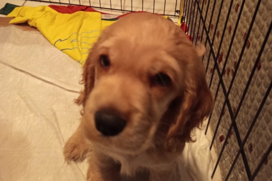 American cocker tam ev köpeği 1