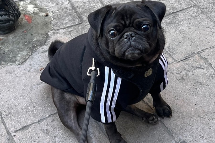 Pug sahiplendirme 1