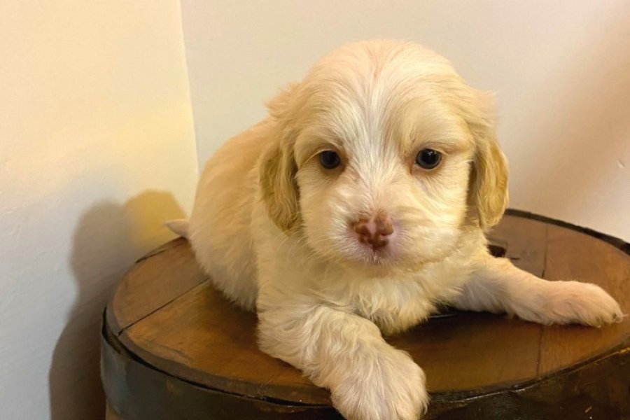 Sevimli Safkan Maltipoo Yavrumuz 1