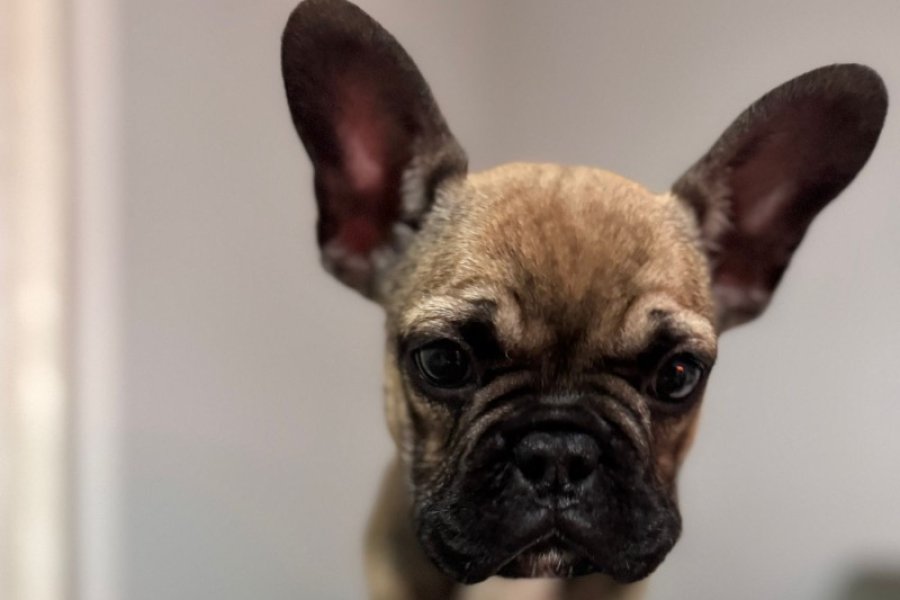French buldog 1