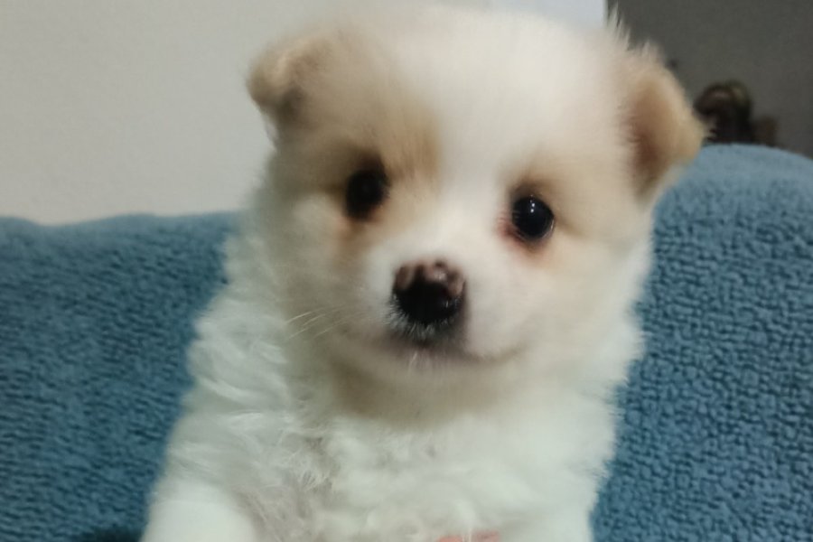 Spitz pomerian yavrular aile evinden 1