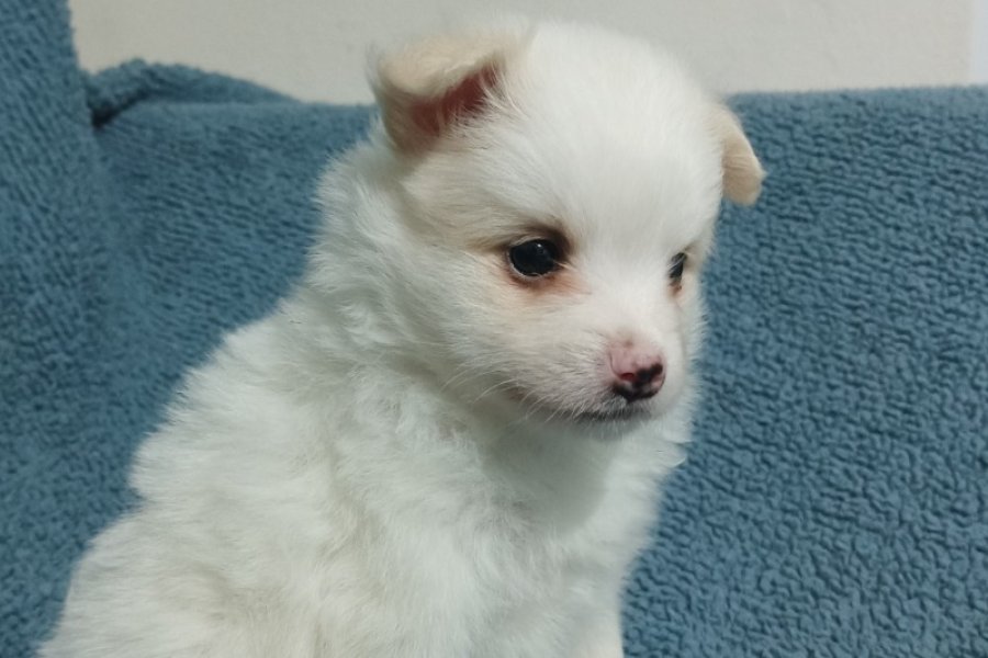 Spitz pomerian yavrular aile evinden 2