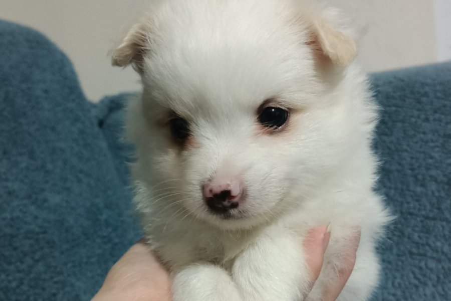 Spitz pomerian yavrular aile evinden 3