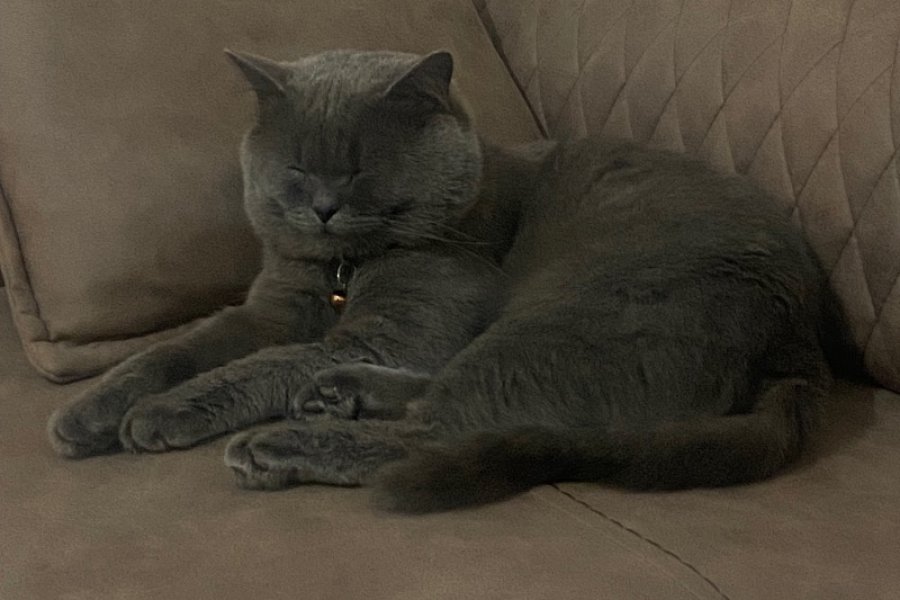 Safkan, Sevecen British Shorthair Kedimiz Yuva Arıyor 1