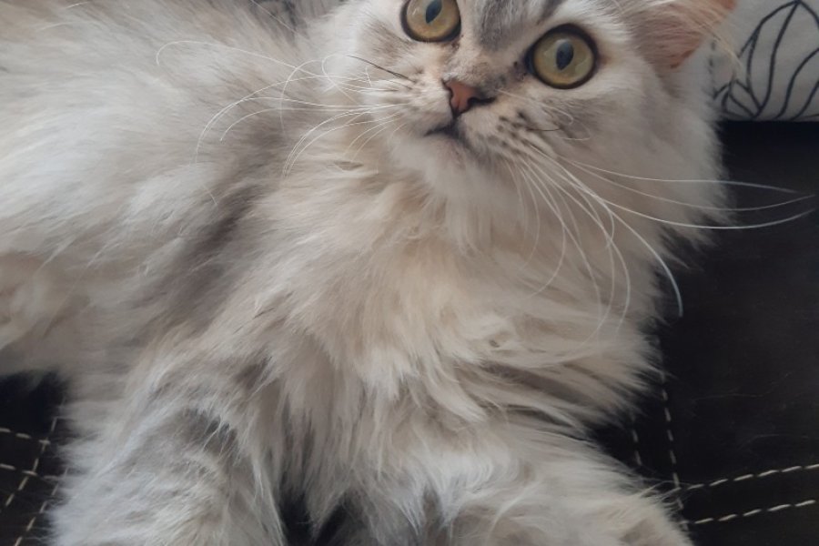 Safkan Chinchilla Kedimiz: Sevimli ve Sakin 3