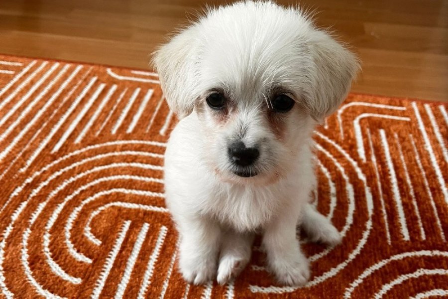 2,5 AYLIK MALTESE TERRIER 1