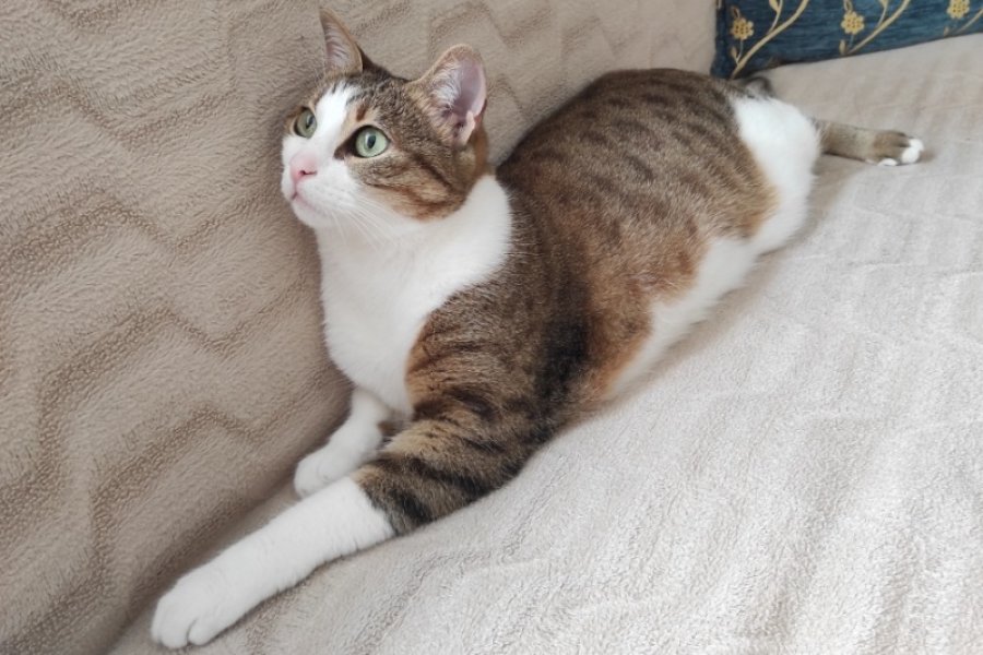 Luna için yuva arıyorum 2