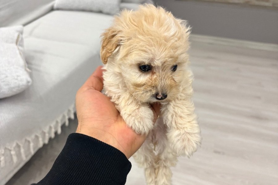 Sevimli toy poodle 2