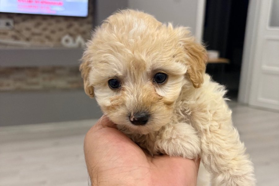 Sevimli toy poodle 3