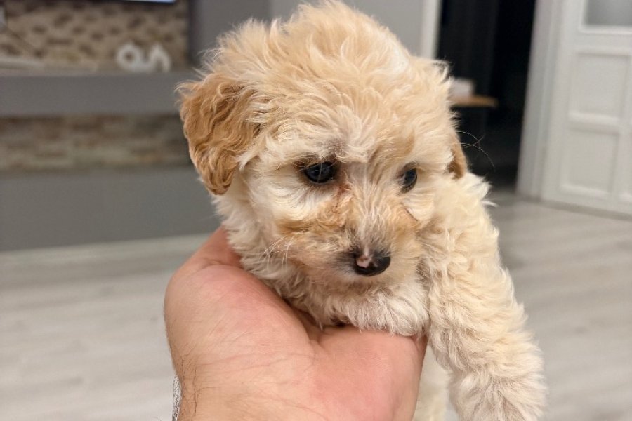 Sevimli toy poodle 1