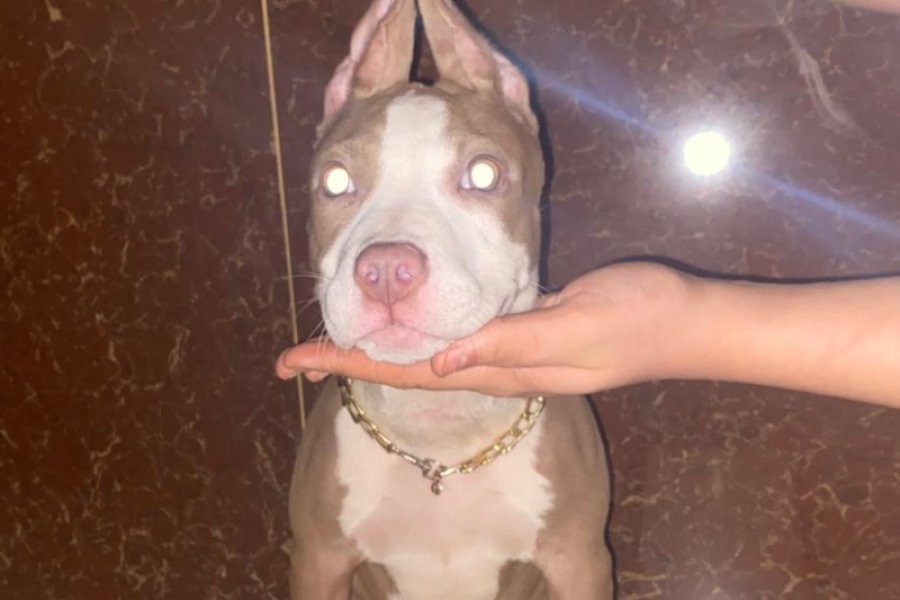 Amerikan rednose acill 1