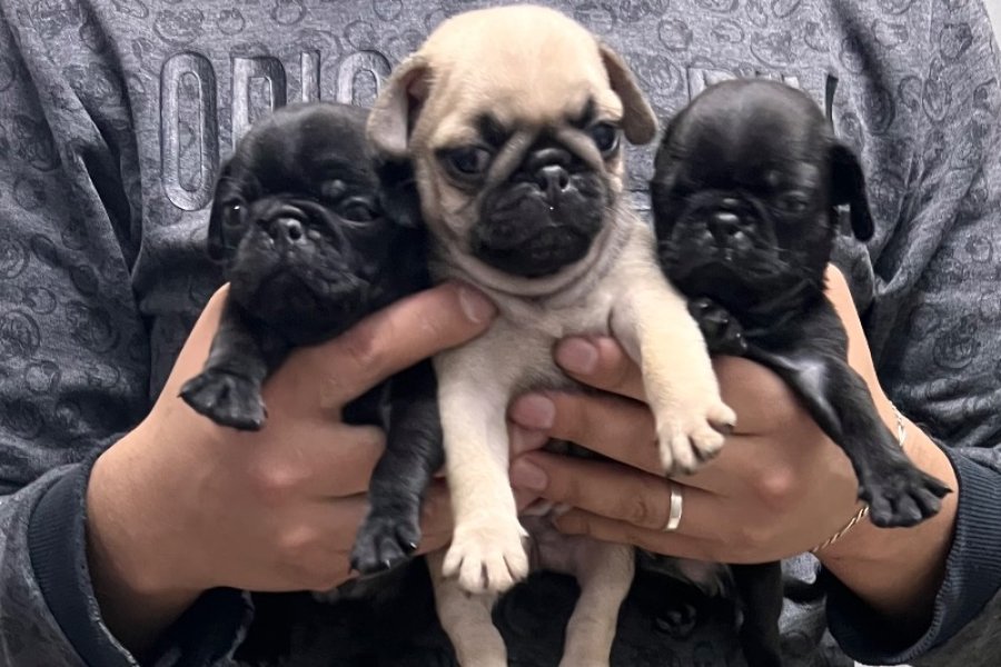 55 GÜNLÜK PUG YAVRULARI 1