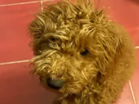 7 aylık poodleımı sahiplendirmek istiyorum.
