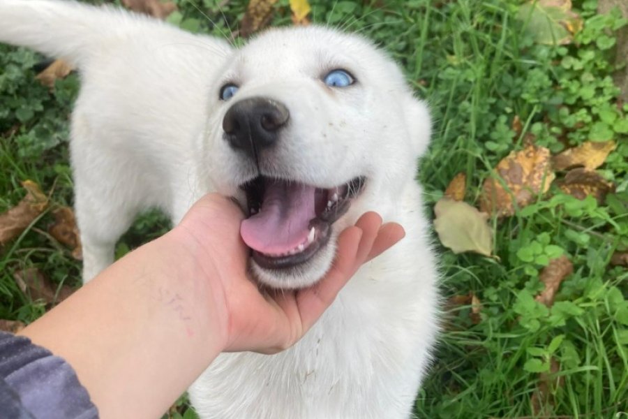 3 aylık beyaz husky yavrusu iç dış parazit var 1