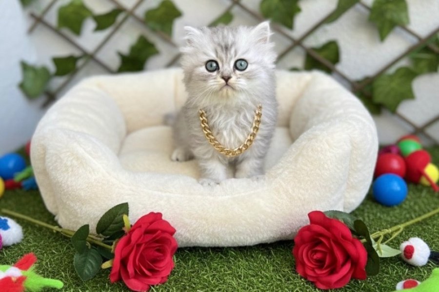 DİKKAT BAĞIMLILIK YAPAR DİŞİ SİLVER POFUDUK BEBE 2
