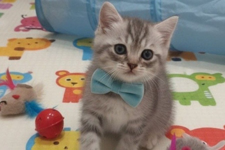 Sevimli British Shorthair Oğlumuz İçin Yeni Yuva 1