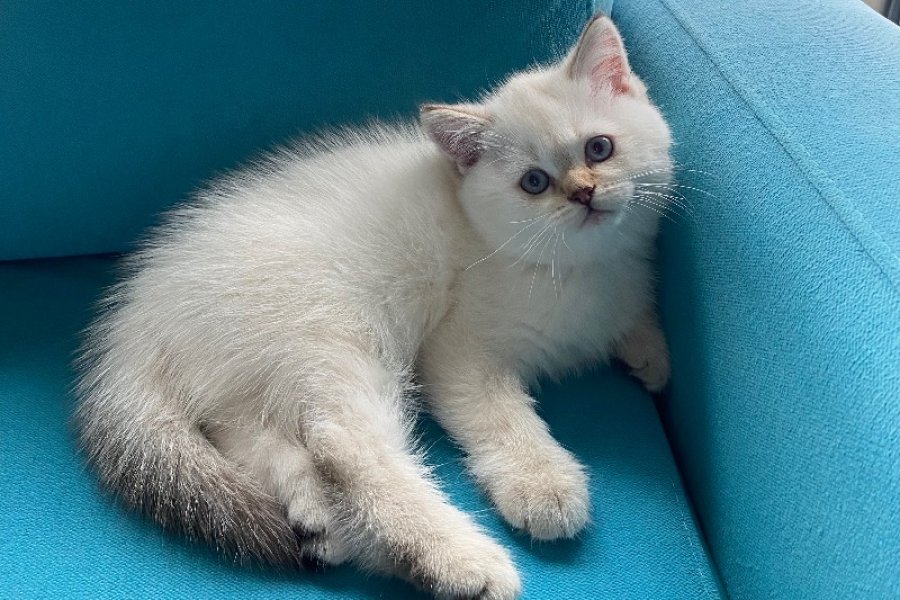 Sevimli British Shorthair Yavrumuz 3