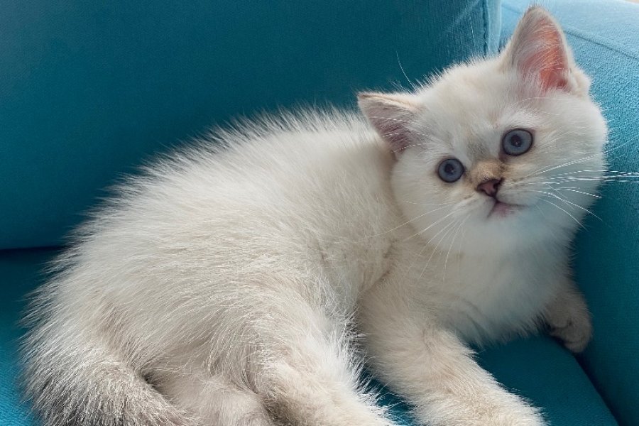 Sevimli British Shorthair Yavrumuz 2