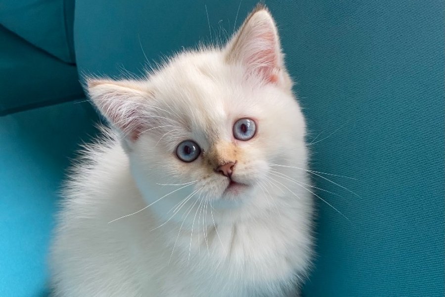 Sevimli British Shorthair Yavrumuz 1