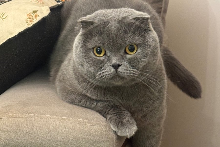 scottish fold cinsi Ücretsiz sahiplenme 1