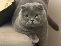 scottish fold cinsi Ücretsiz sahiplenme