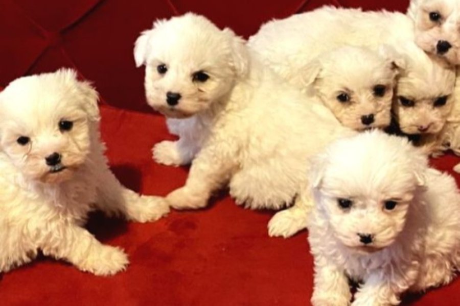 Kar beyazı Maltese terrier bebeklerimiz 1