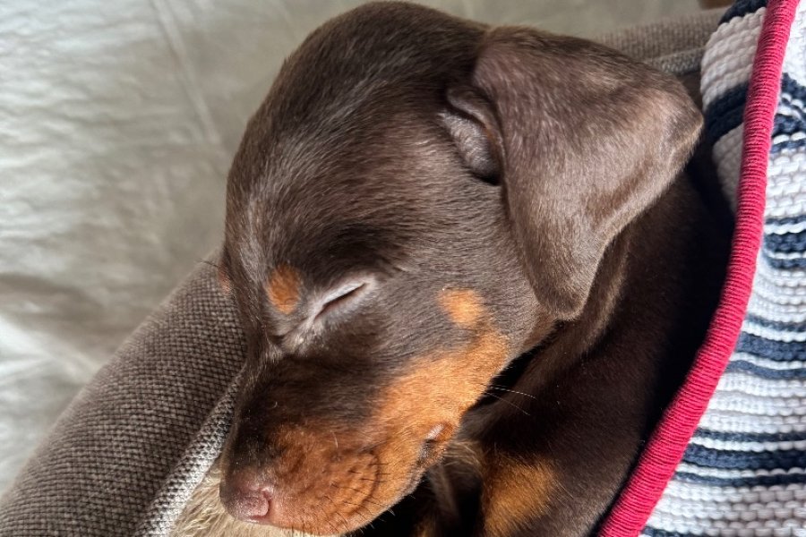 Yavru doberman 1