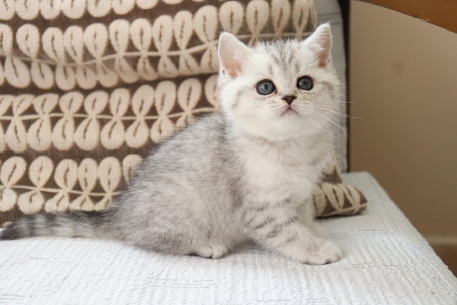 Muhtesem British Shorthair ve Longhair Bebeklerim 5