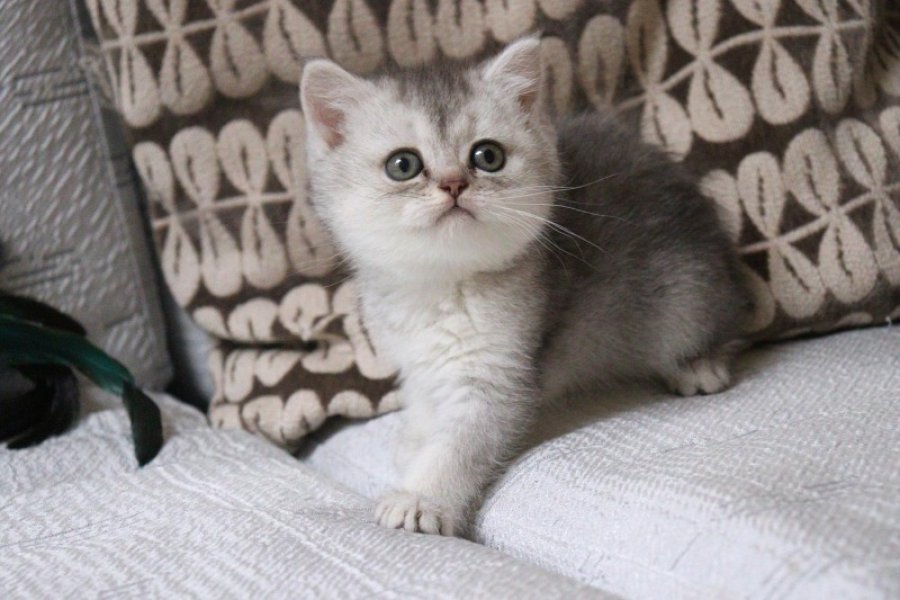 Muhtesem British Shorthair ve Longhair Bebeklerim 6